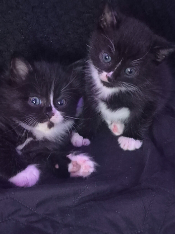3 kittens available from 6th june 2026
