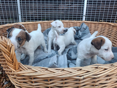 Traditional Jack Russell Terrier pups