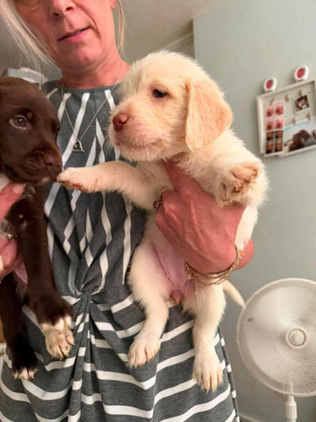 Beautful home raised  litter of labradoodles for sale