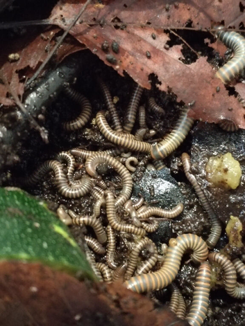 Benoitolus siamensis - Siamese Glow Millipede