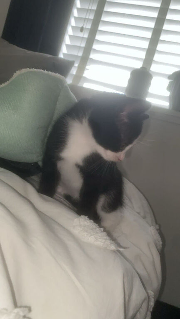 8 week old female