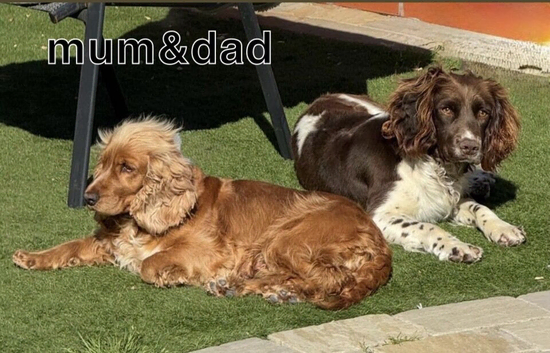 cockerspaniel puppies