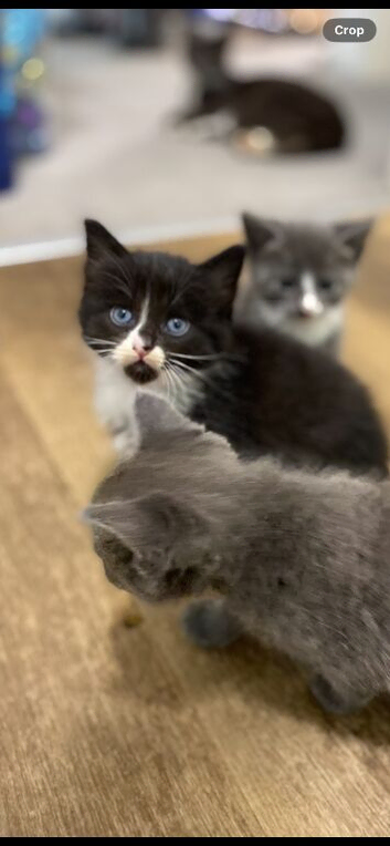 Adorable kittens needing forever homes