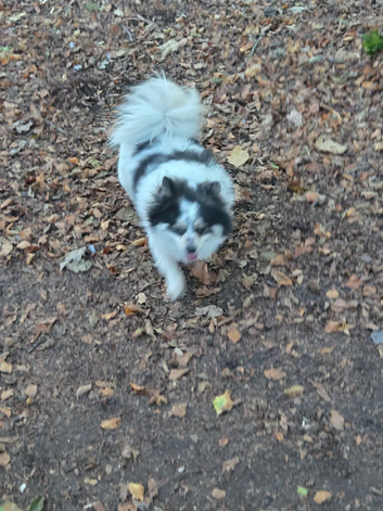 3 year old castrated male pomci