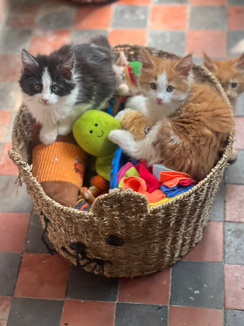 Stunning Maine Coon Kittens &ndash; Excellent Champion Bloodline
