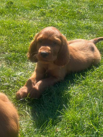 Quality Irish Setter puppies