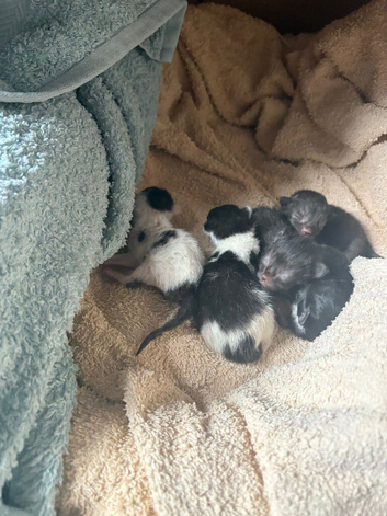 Kittens born 6th august