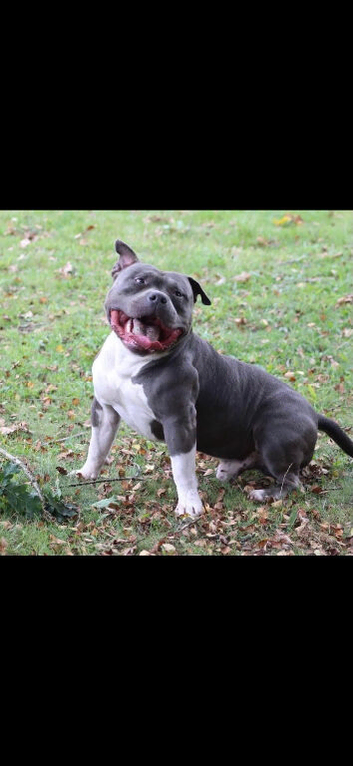 Male pocket bully