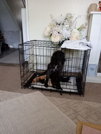 Cockapoo puppies for sale