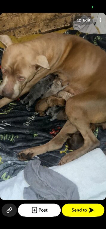 Presa canario cross