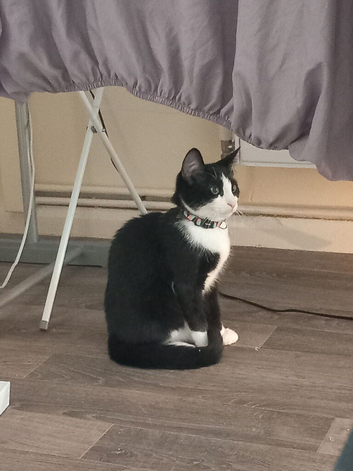 Needing a home asap