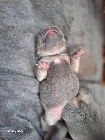 Puppies