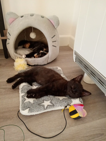 2 female kittens for rehoming