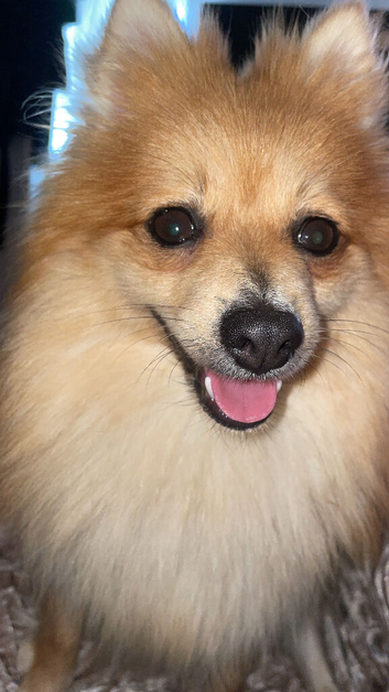 Fox face Pom