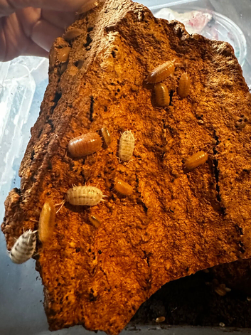 Mixed Orange + Dairy Cow Isopods with Springtails