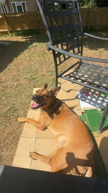 Dog for sale.