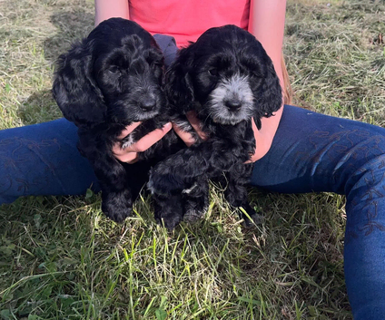 First cross cockapoo puppies