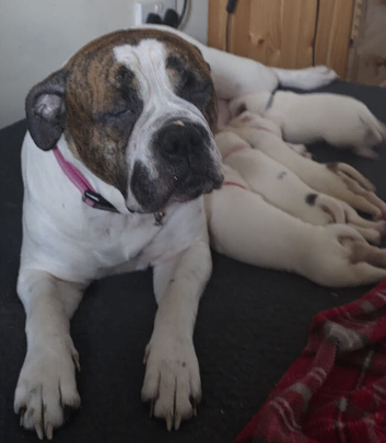 American Bulldog puppies