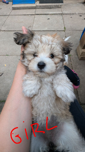 Havanese Pappy's