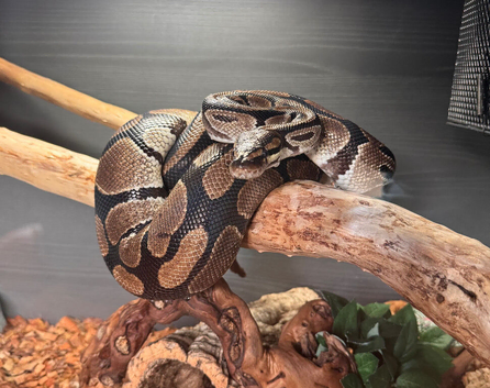 4 year old female normal with full Viv setup