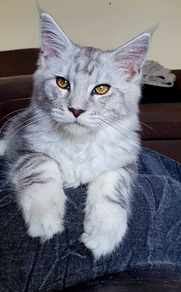 TICA Regd Maine Coon Born March 18th High Silver
