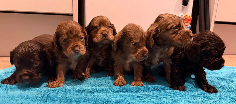 6 stunning cocker spaniel puppies