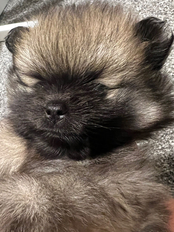 Bear faces Pomeranian puppys