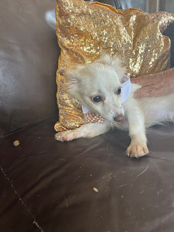 2 pomchi white puppies boys