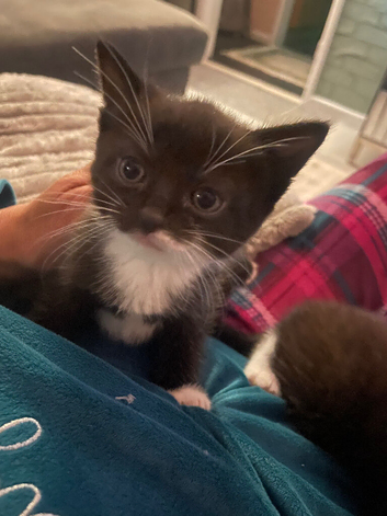 Two sister kittens