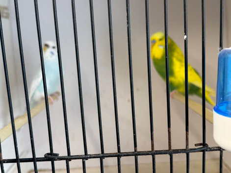 Breeding pair of budgies