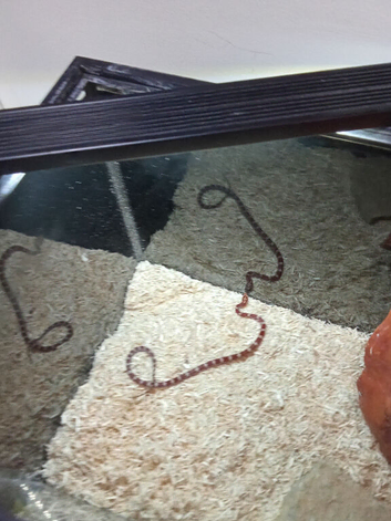 Corn snake about 8 month old with out virgium