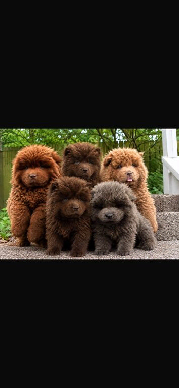 chow chow puppies