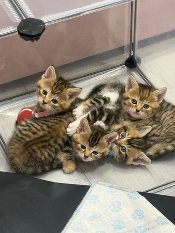 Kittens For sale