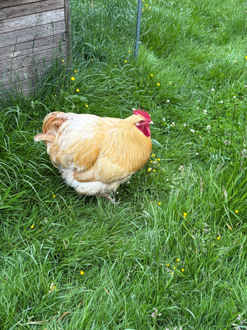 Buff Orpington&rsquo;s
