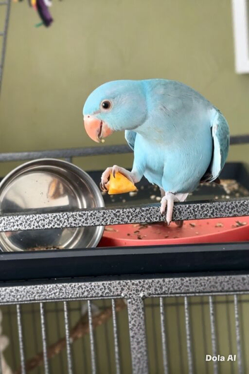 Indian ringneck