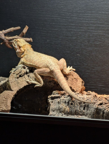6 months old female bearded dragon with new set up
