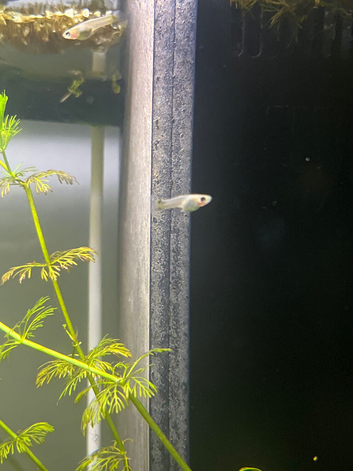 Young fancy guppies
