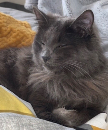 Beautiful cat