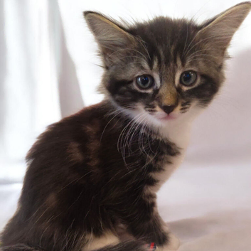 3 Gorgeous Maine Coon Kittens