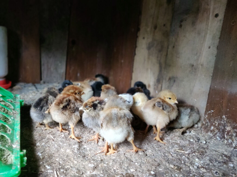 Newborn chicks for sale in London