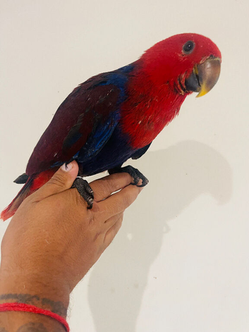 Hand reared eclectus for sale