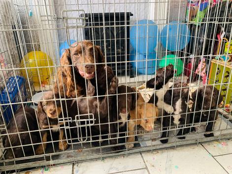 Last 2 boys:: ready now sprocker spaniels