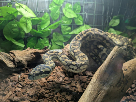 Various snakes for sale