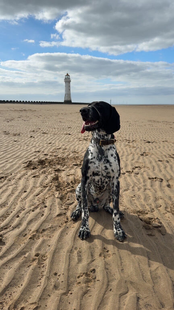 German Shorthaired pointer for rehome