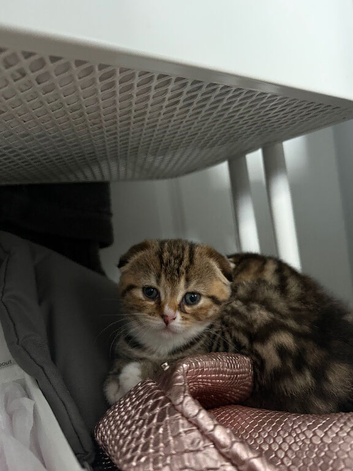 3 Scottish fold for sale