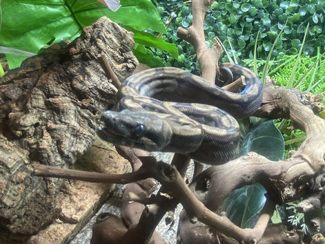 Motley Nicaraguan Dwarf Boa at Birmingham Reptiles