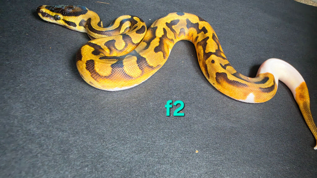 Enchi pied het clown female royal python