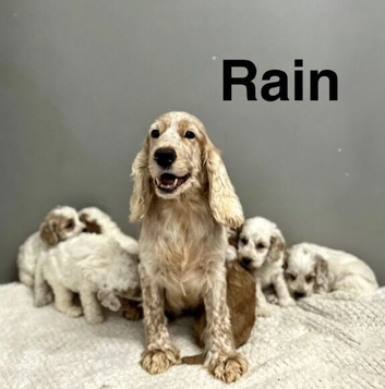 Rain beautiful boys and girl looking for a home