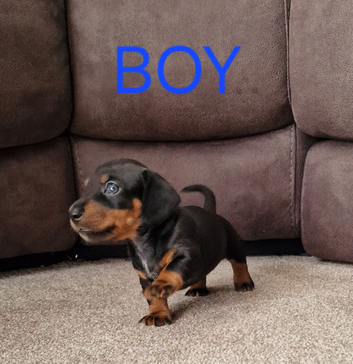 Beautiful true to size Miniature Dachshunds