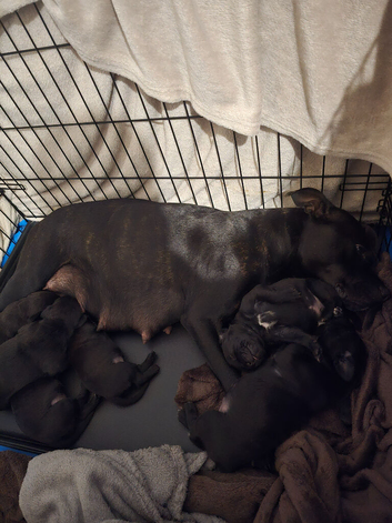 Staffordshire Bull Terrier puppies